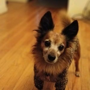 Meet your Posher, Lupe